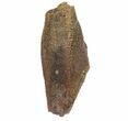 Edmontosaurus (Duck-Billed Dinosaur) Tooth - South Dakota #81660-1